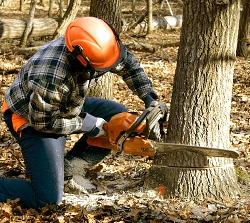 Tree Removal in Fulshear, TX
